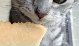娱乐吃瓜猫咪,揭秘猫咪吃瓜背后的趣味世界